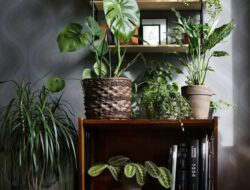 Plant Shelf Living Room
