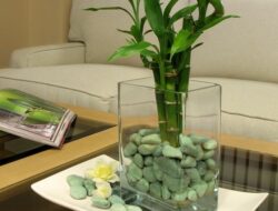 Where To Place Lucky Bamboo In Living Room
