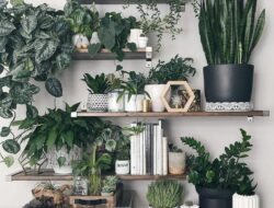 Best Indoor Living Room Plants