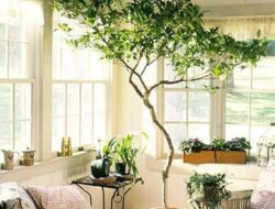 Indoor Trees For Living Room