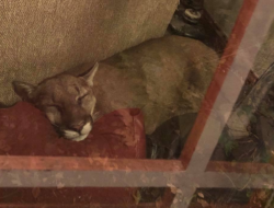 Mountain Lion Asleep In Living Room