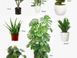 Good Plants For Living Room