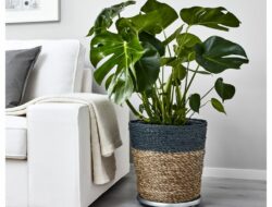 Living Room Plants Ikea