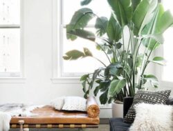 Live Plants For Living Room