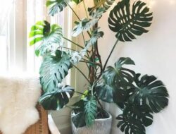 Best Large Plant For Living Room