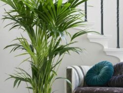 Best Plants For A Living Room