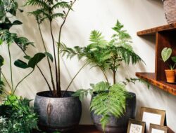 The Best Indoor Trees To Grow In Your Living Room