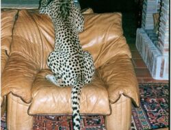 Living Room Leopard Cat