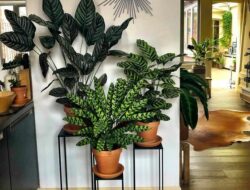 Indoor Plants Living Room Ideas