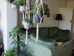 Living Room Hanging Plants