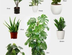 Which Plants Are Good For Living Room